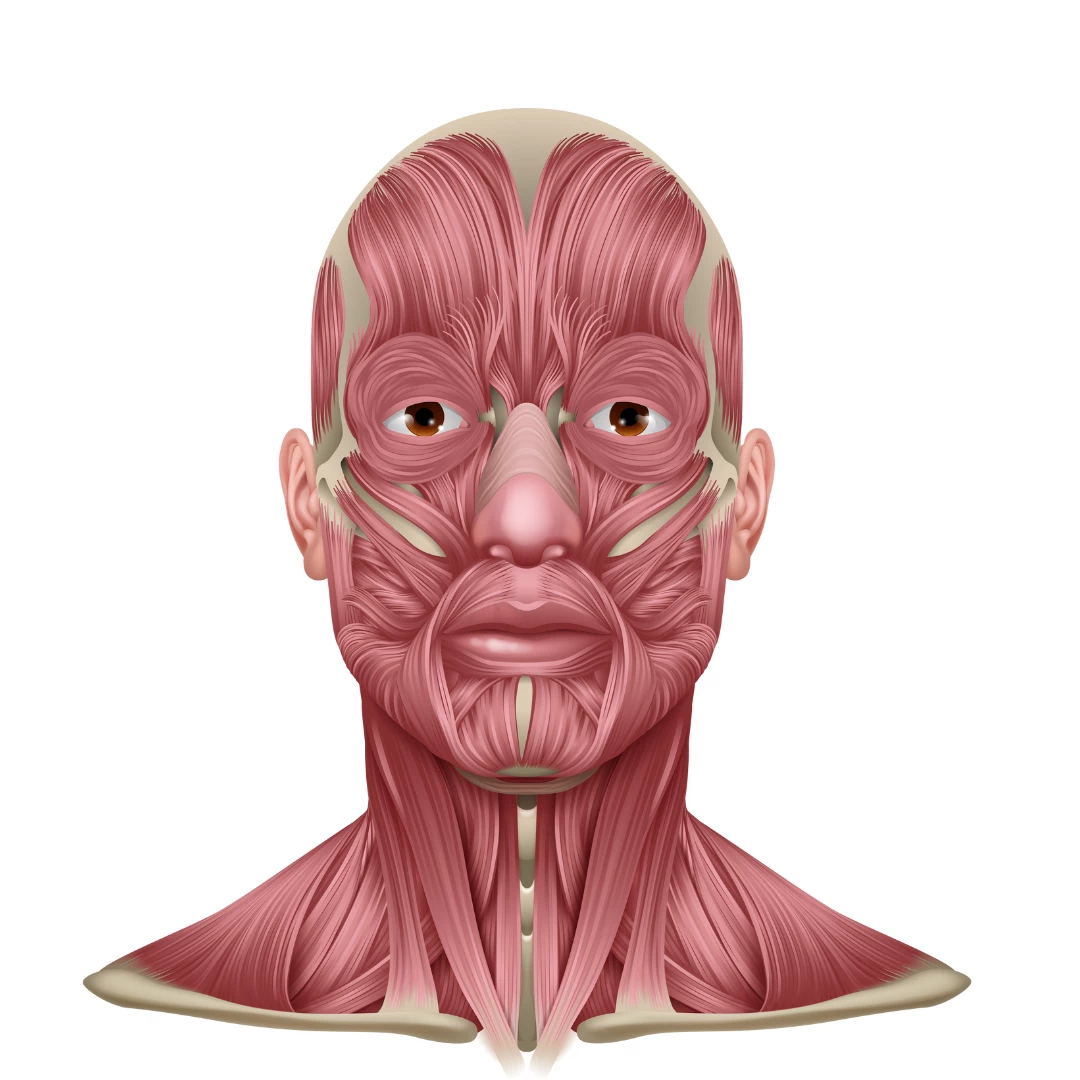 Мимические мышцы в эстетической медицине