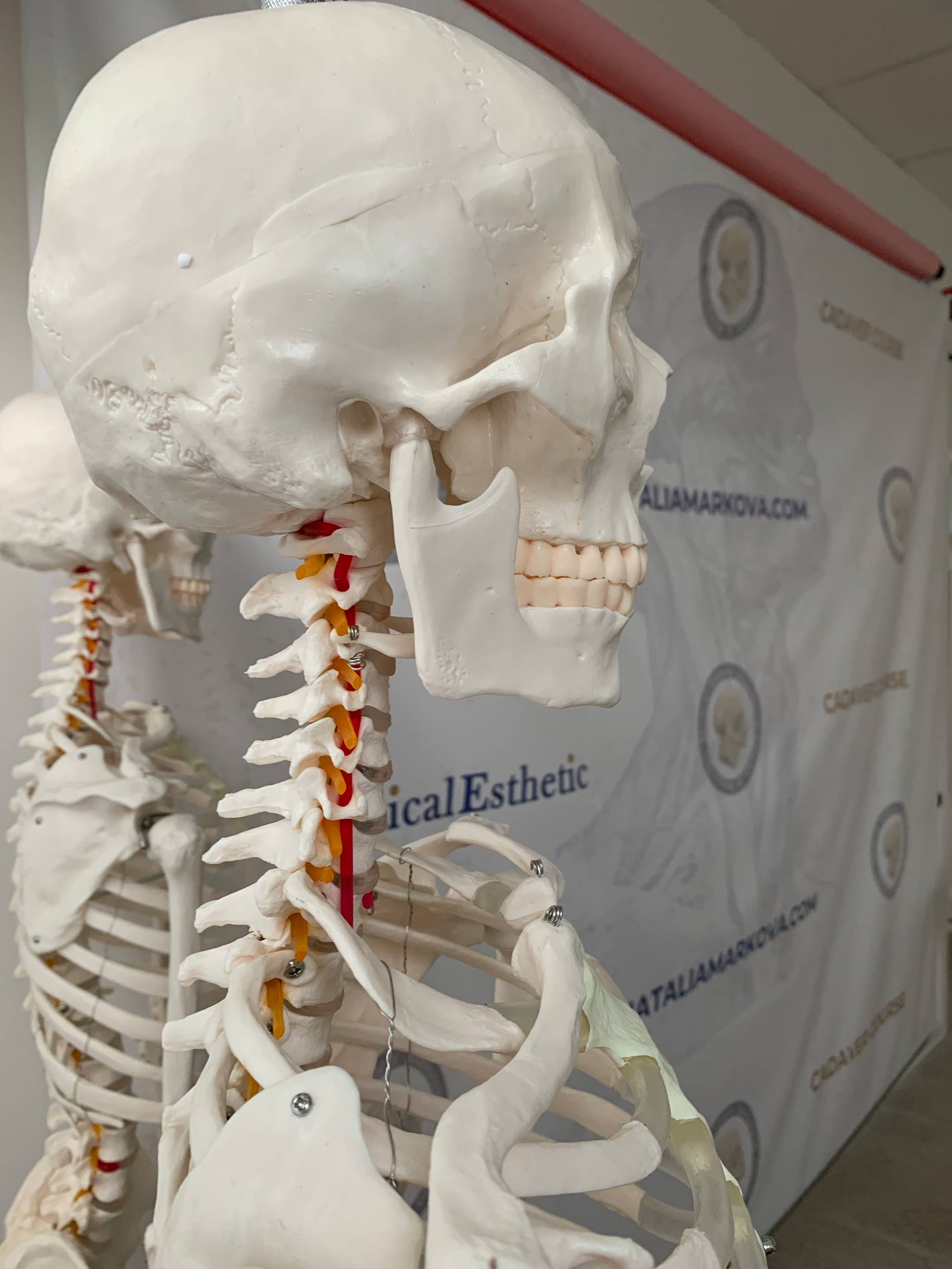 Анатомия лица в эстетической медицине: слои, динамика и возрастные изменения