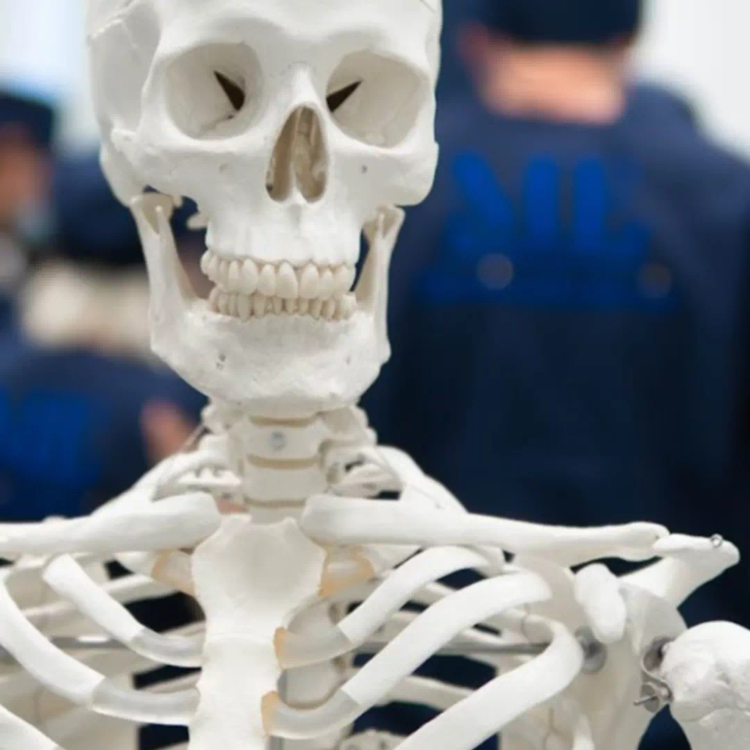 Анатомические курсы